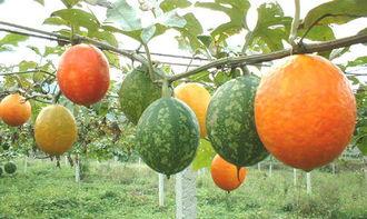 周口吊瓜怎么吃,独特风味，多样食法，解锁美味新体验