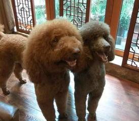 两只狗猜明星,两只狗狗的明星猜猜乐