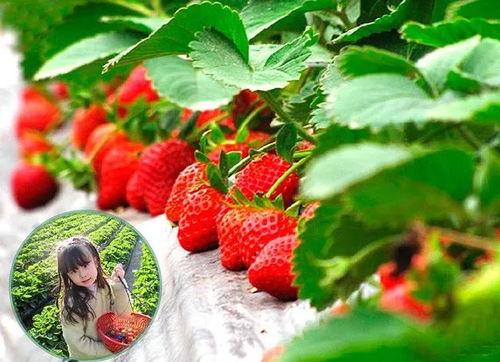 网红草莓游戏名,网红新宠，带你领略趣味无限的世界