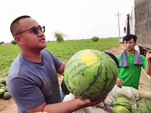 鲲鹏吃瓜,一场奇幻的宇宙盛宴