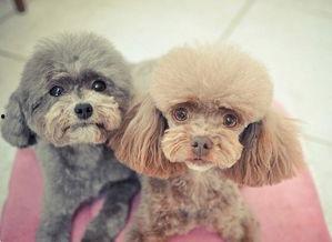 网红泰迪训练照,萌态百出，技能满满