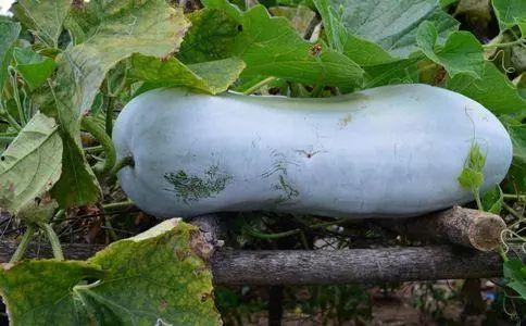 吃10亿个瓜,揭秘10亿瓜背后的故事与真相