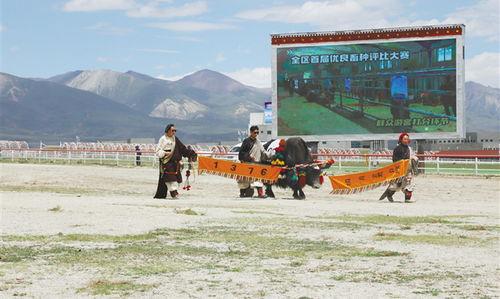 当雄县网红,揭秘高原小城的网络魅力