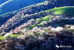 伊犁最头条,聚焦热点，解码伊犁发展新篇章