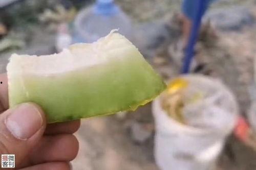 新疆哈密瓜老人吃,老人长寿的秘密武器