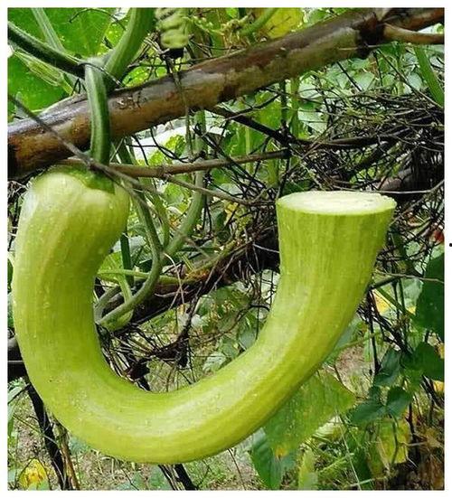 吃家属院的瓜,一场邻里间的“瓜”事揭秘