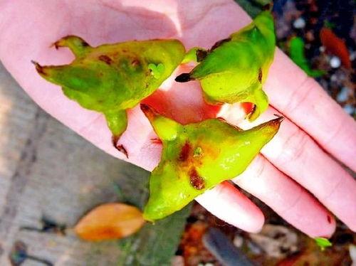 菱瓜什么季节吃,夏季消暑佳品，尽享清凉美味