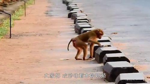 猴子的最新爆料视频大全,最新爆料视频大全揭秘幕后真相