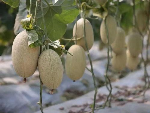 欢迎本地人吃瓜,欢迎共品家乡美味