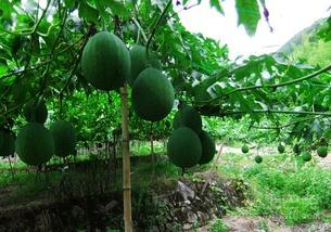 六十岁以上吃吊瓜,六十岁及以上人群的吊瓜养生之道