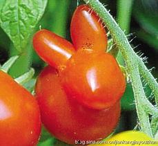 裂瓜可以吃吗,揭秘其食用价值与烹饪技巧