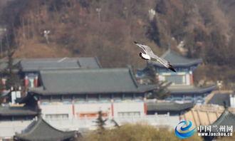 兰州头条黄河之滨事件,兰州街头惊现罕见奇观，揭秘背后的故事