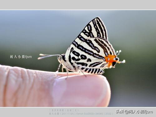 头条拍摄蝴蝶照,蝴蝶翩翩飞舞的瞬间