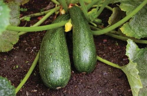 秋天吃西葫芦瓜如何,西葫芦瓜的多样烹饪之旅