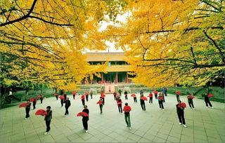 温江网红喝茶的地方,品味茶香，邂逅慢生活